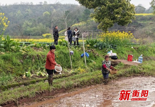 衡南县侍郎村万亩双季稻示范片按下春耕生产加速键