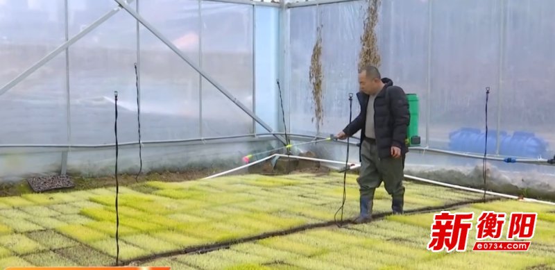 南岳区：良种到乡保春耕 不误农时开好局