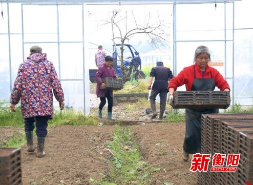 衡山县全自动播种机“显身手” 2天完成1.5万盘早稻育秧