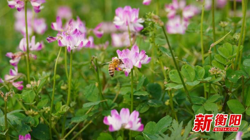 祁东县河洲镇紫云英花开 美了村庄富了农田