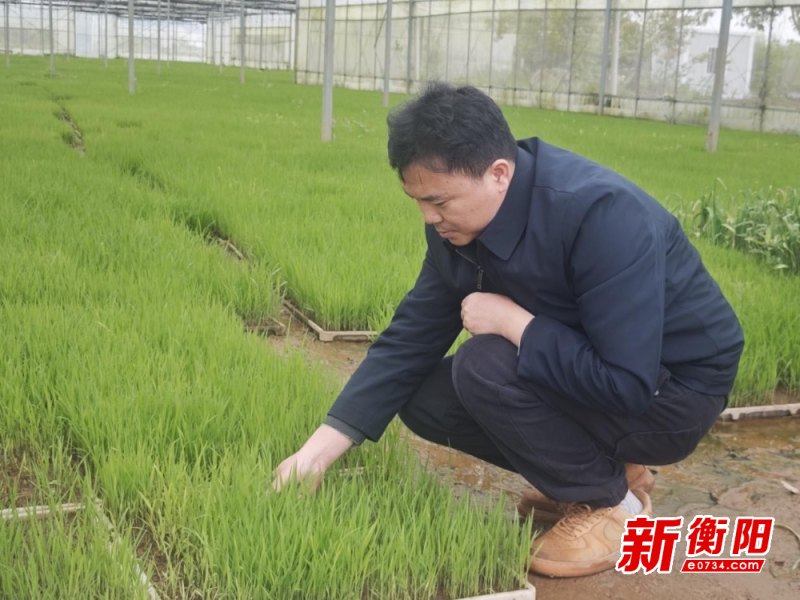 雨水充足，衡阳县种粮大户抓紧时机准备插秧