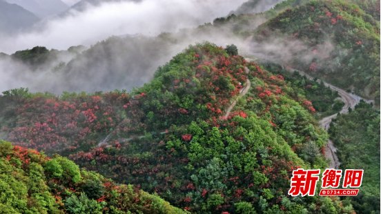 方富貴丨又見(jiàn)杜鵑花